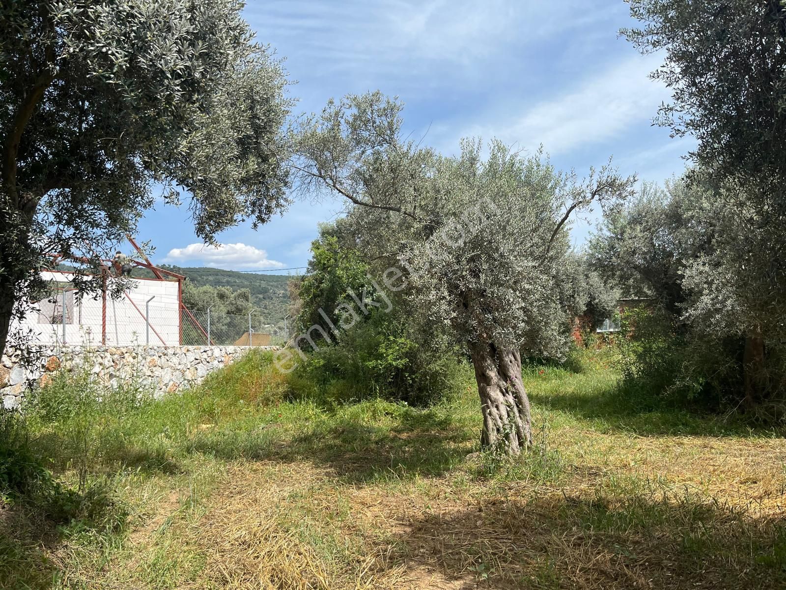 Muğla/milas-kırcağız’da, İmar Sınırında, 2.775 M² Zeytinli Tarla