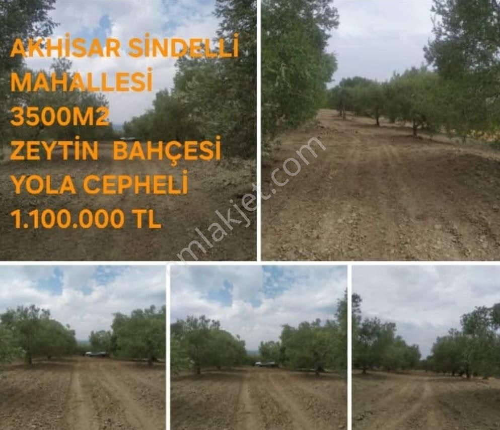 Manisa Akhisar Sindelli Mahallesi Satılık Zeytinlik