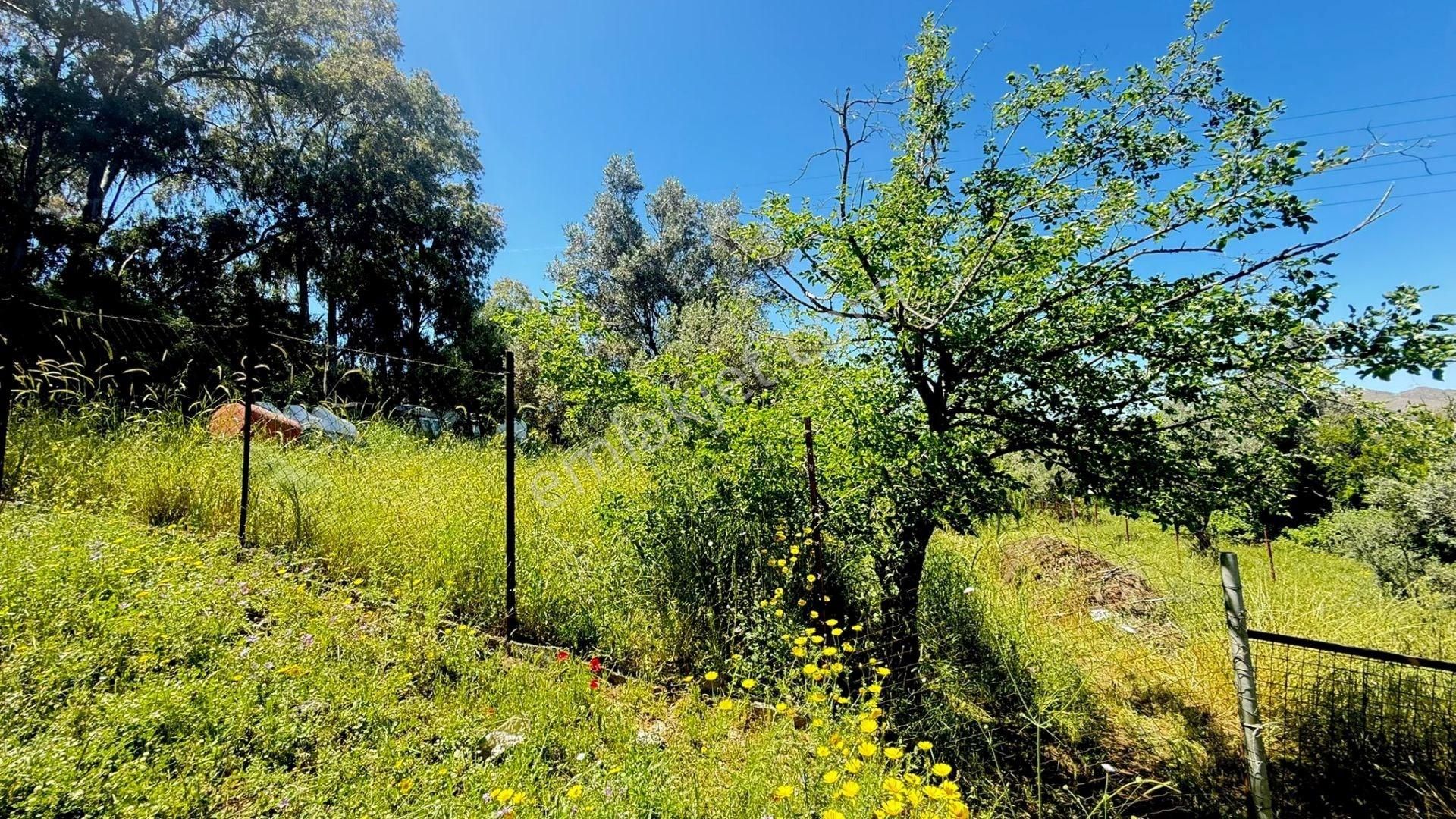 Turgutreis'de İçinde Taş Ev Ve Mandalina Bahçesi Bulunan Tarla - Görsel 30