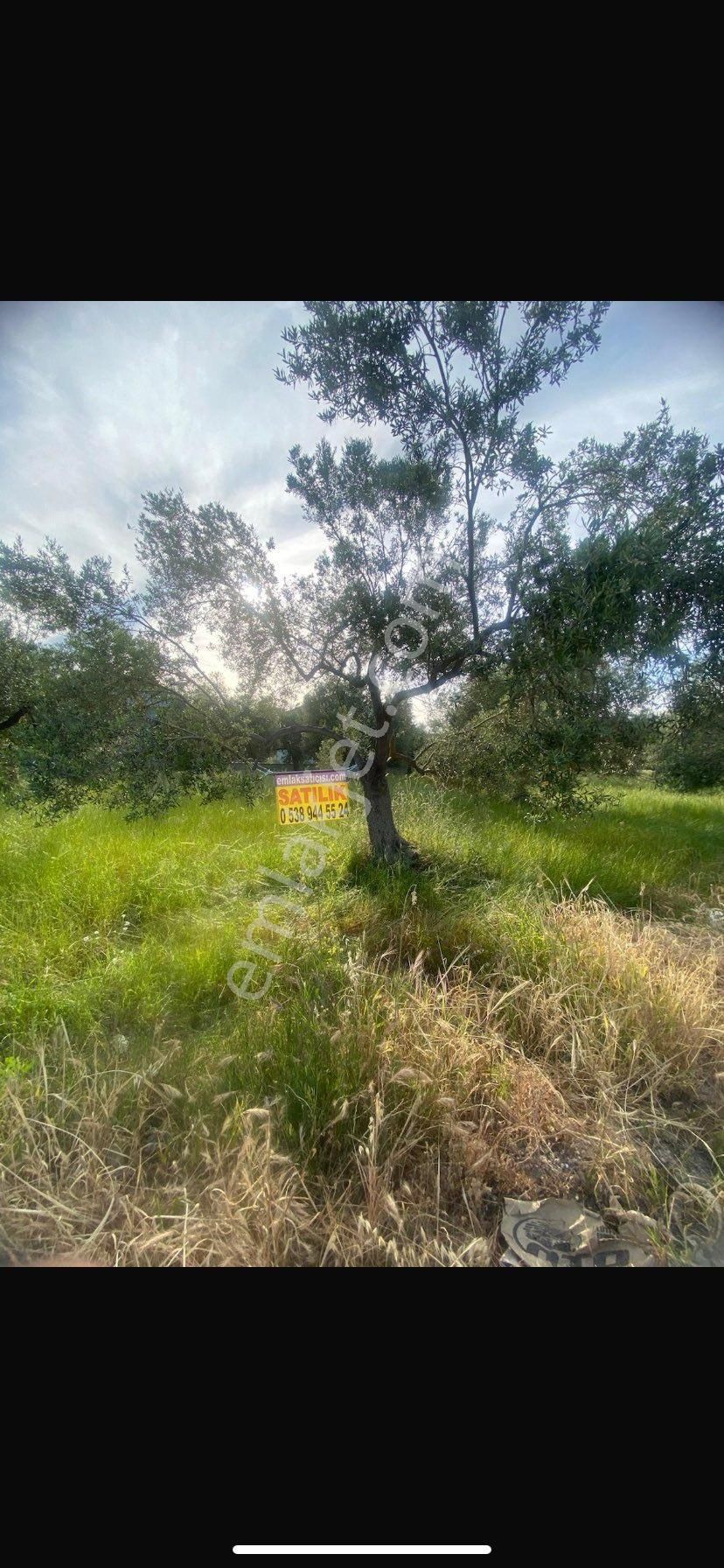 Dikili İsmetpaşada Villa İmarlı Satılık 300m2 Arsa