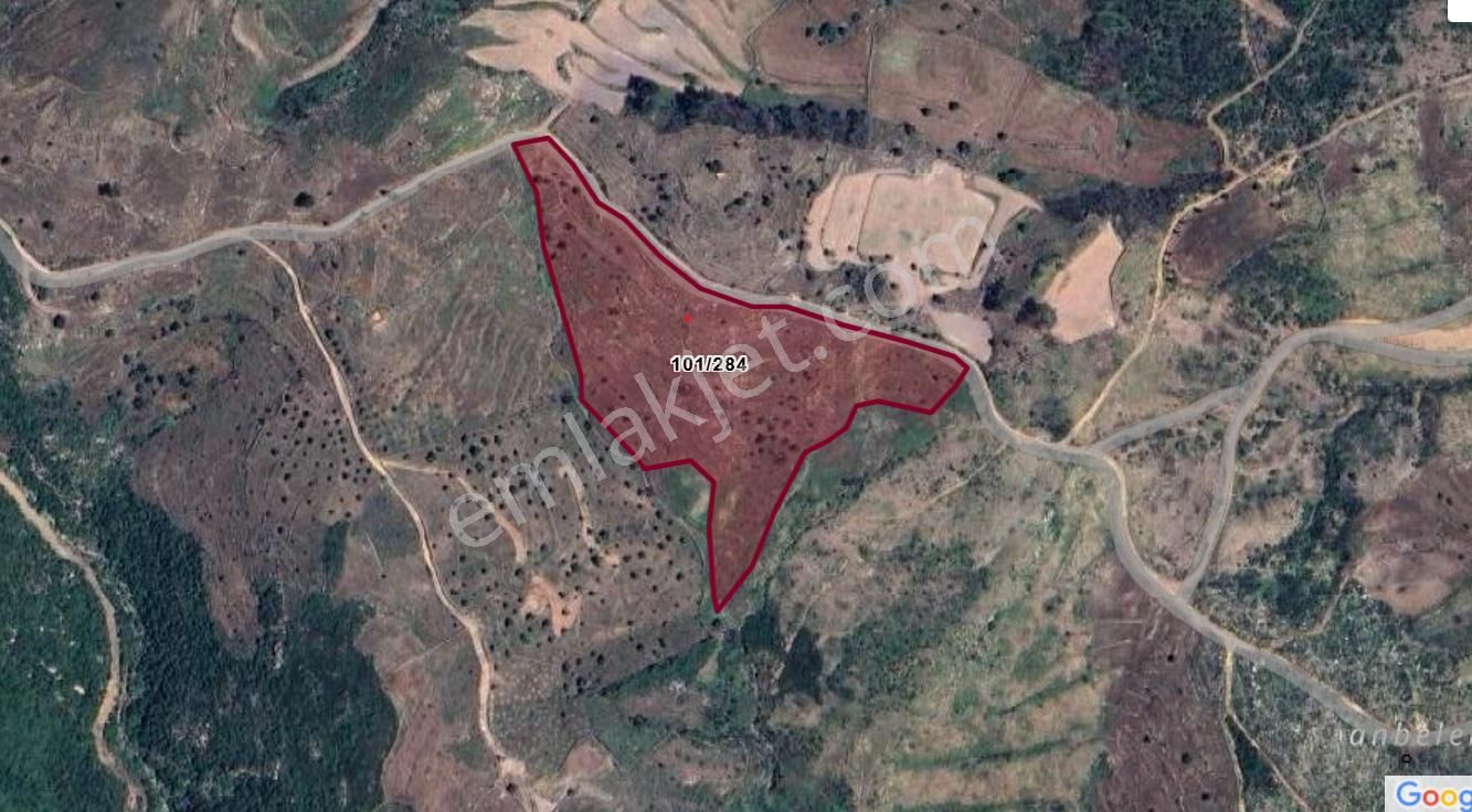 Elvan Özçelik'den Çökertme Geren Sahiline Yakın Zeytinli Tarla - Görsel 2