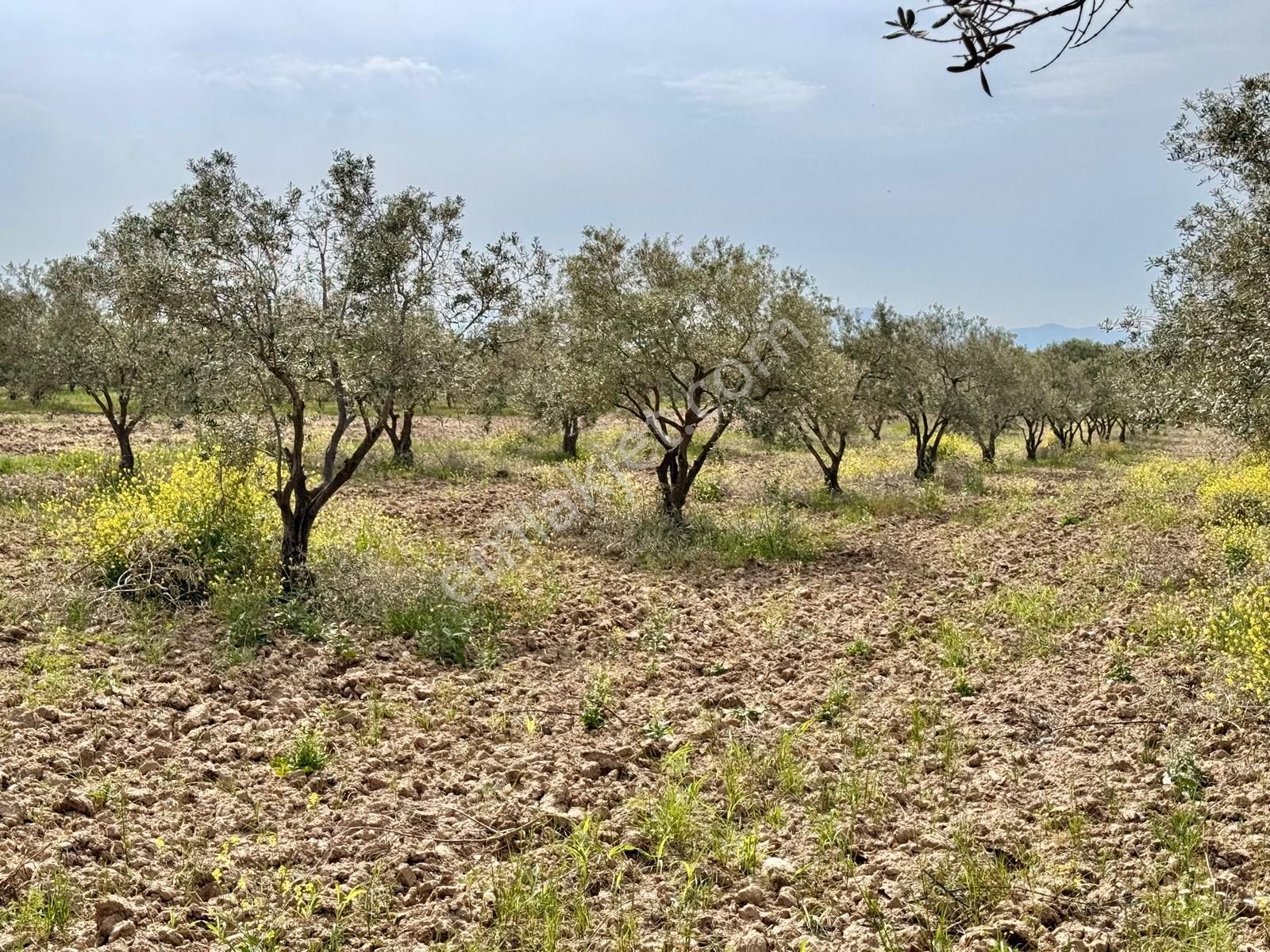 Manisa Kepenekli De 3.150 M2 Zeytinlik , 50 Adet Zeytin - Görsel 8