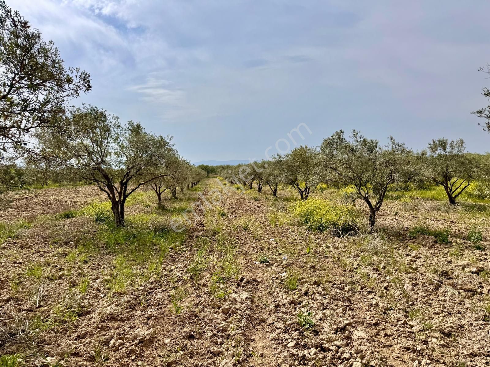 Manisa Kepenekli De 3.150 M2 Zeytinlik , 50 Adet Zeytin - Görsel 2