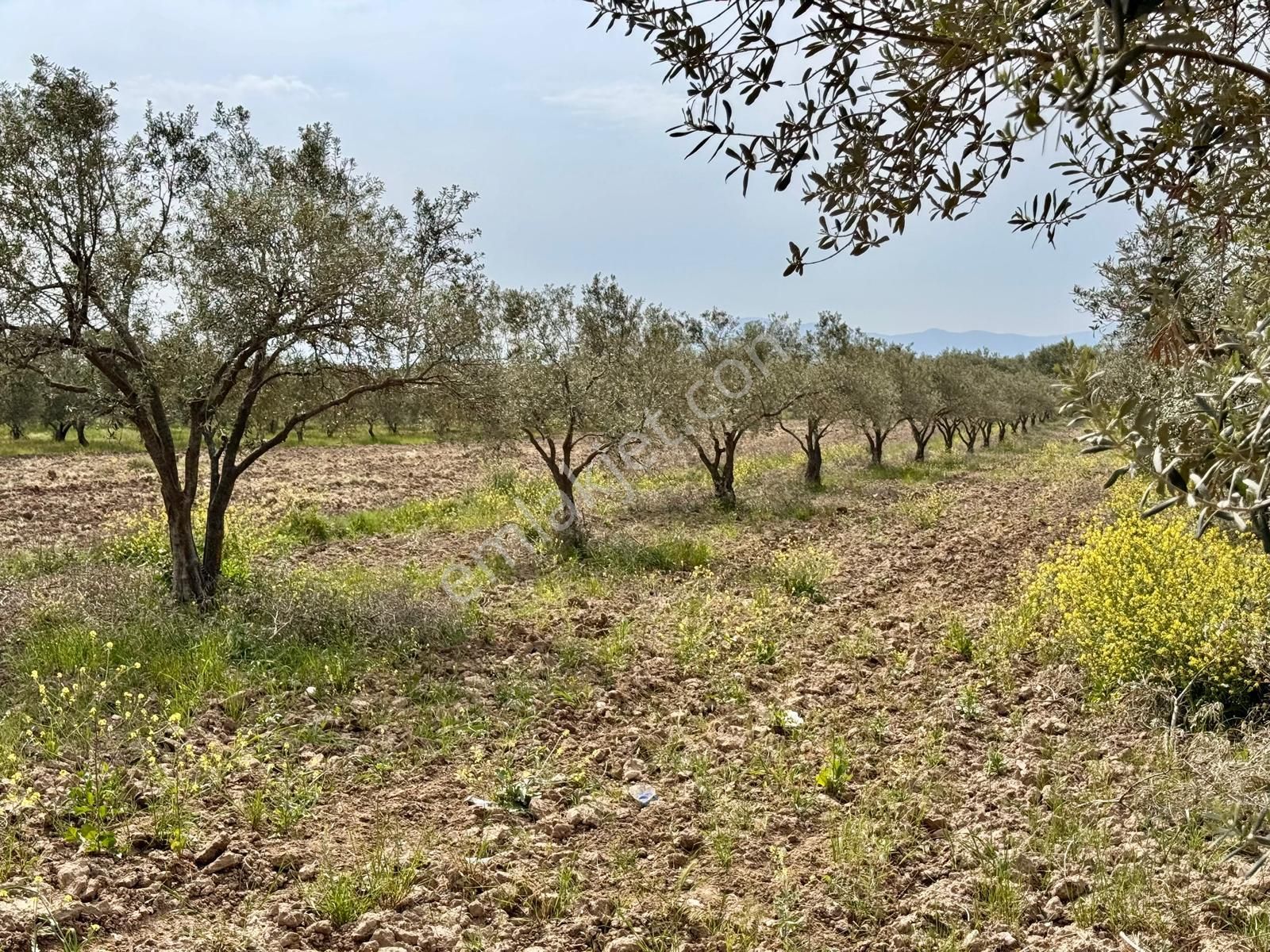 Manisa Kepenekli De 3.150 M2 Zeytinlik , 50 Adet Zeytin - Görsel 6