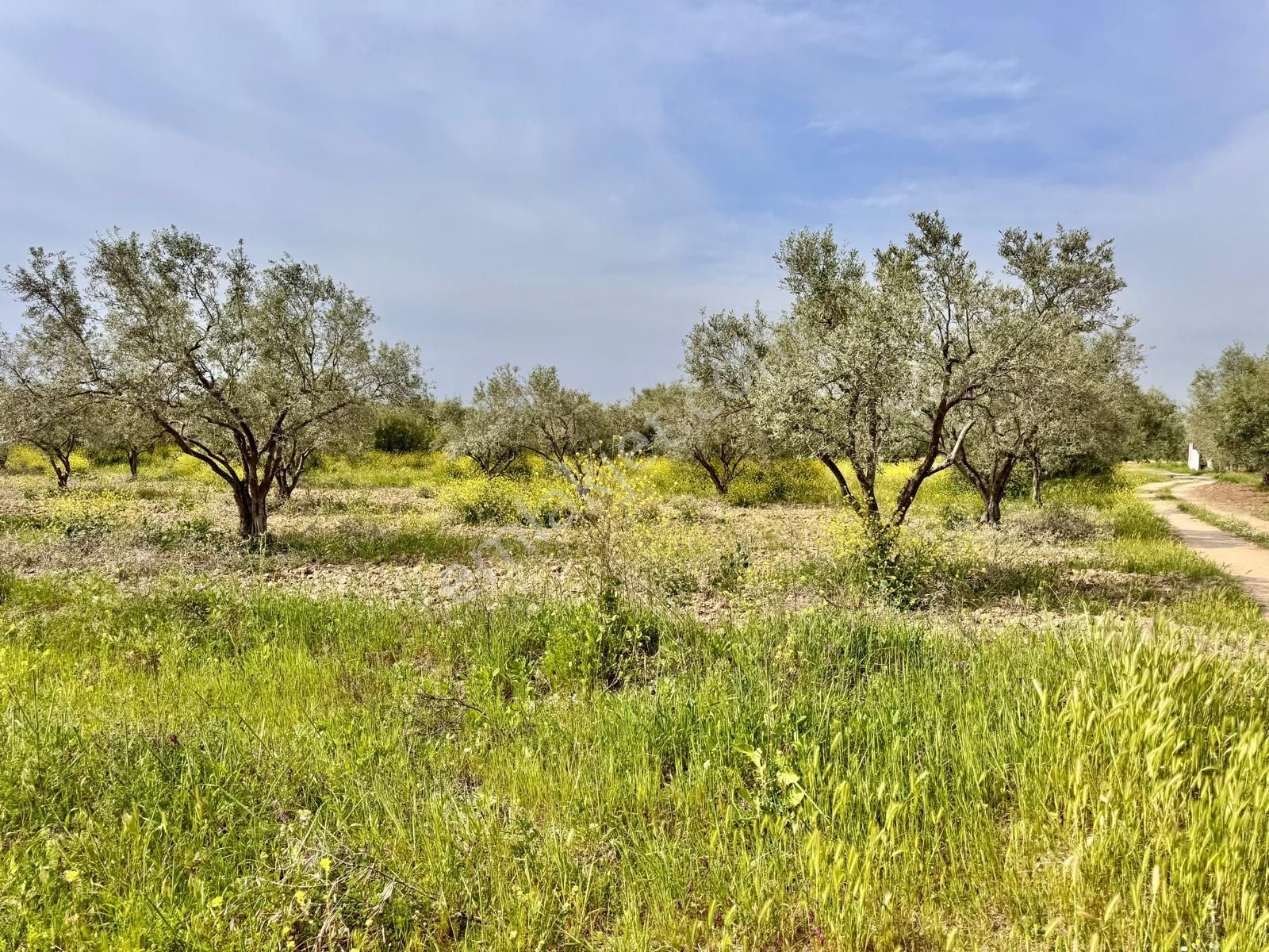 Manisa Kepenekli De 3.150 M2 Zeytinlik , 50 Adet Zeytin - Görsel 5