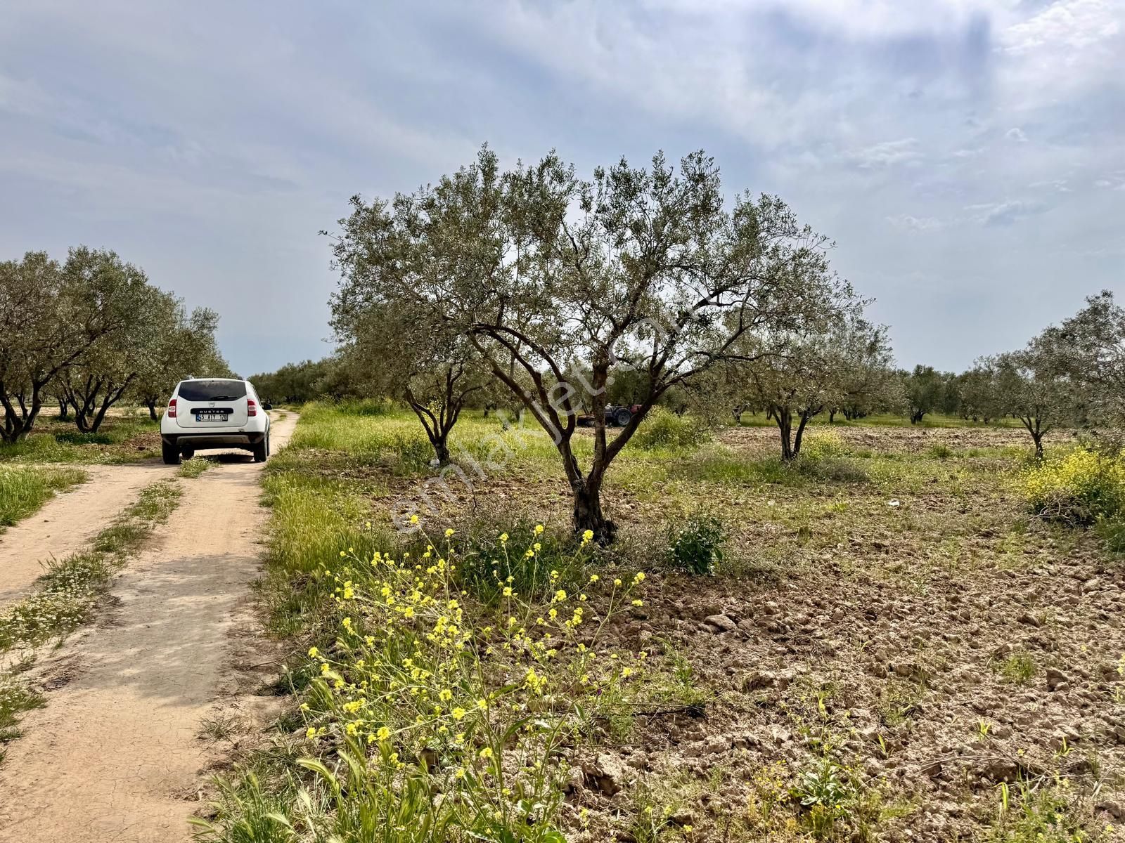 Manisa Kepenekli De 3.150 M2 Zeytinlik , 50 Adet Zeytin - Görsel 14