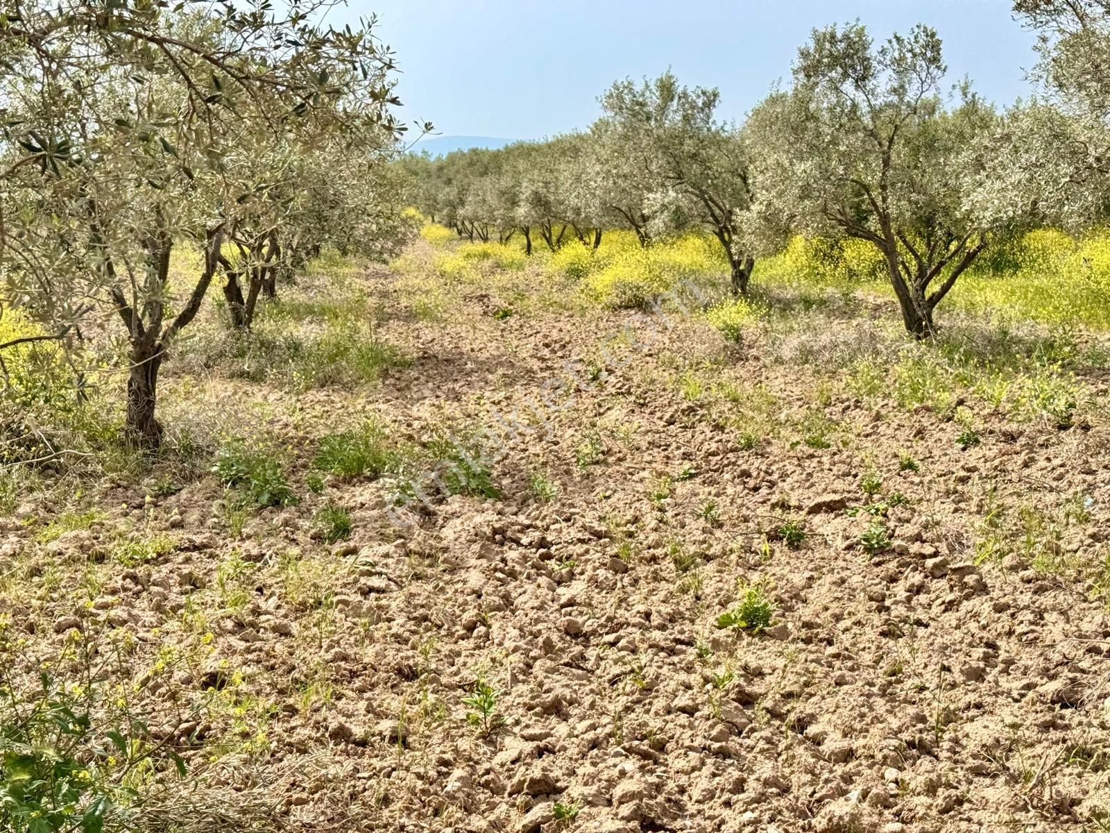 Manisa Kepenekli De 3.150 M2 Zeytinlik , 50 Adet Zeytin - Görsel 10
