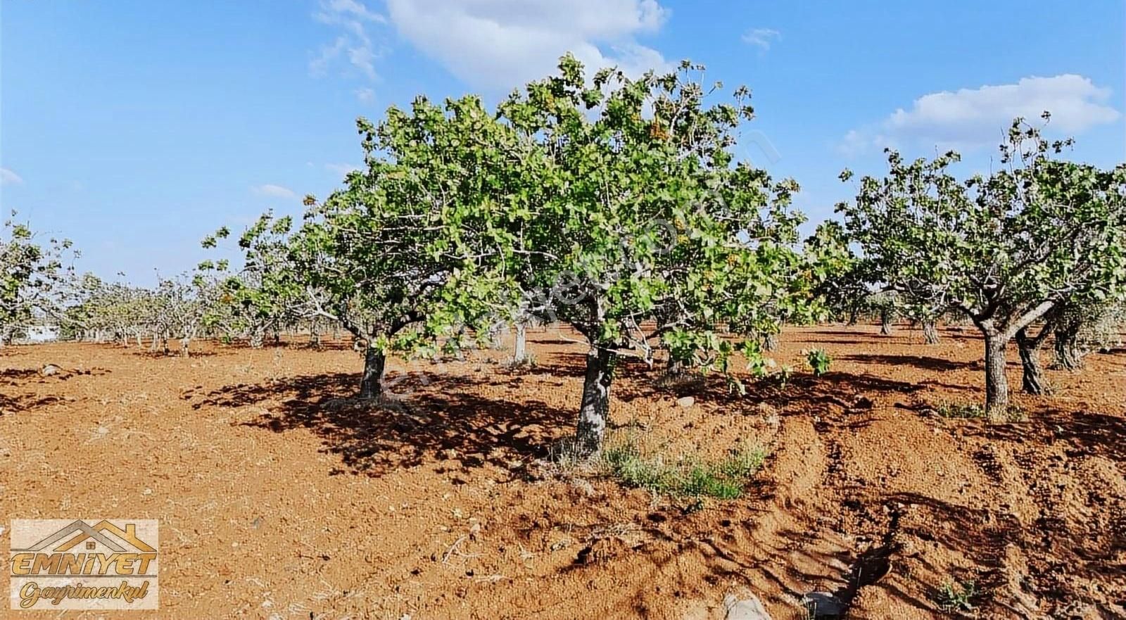 Satlık Oylum Müze Yanında Fıstık Evladiyelik Resmi Yol Üzeri - Görsel 11