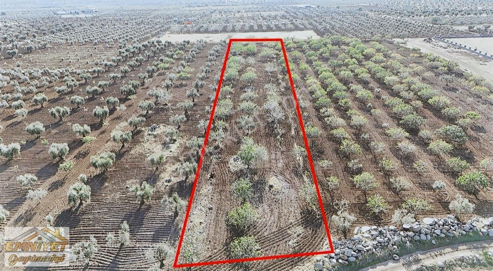 Satlık Oylum Müze Yanında Fıstık Evladiyelik Resmi Yol Üzeri - Görsel 6