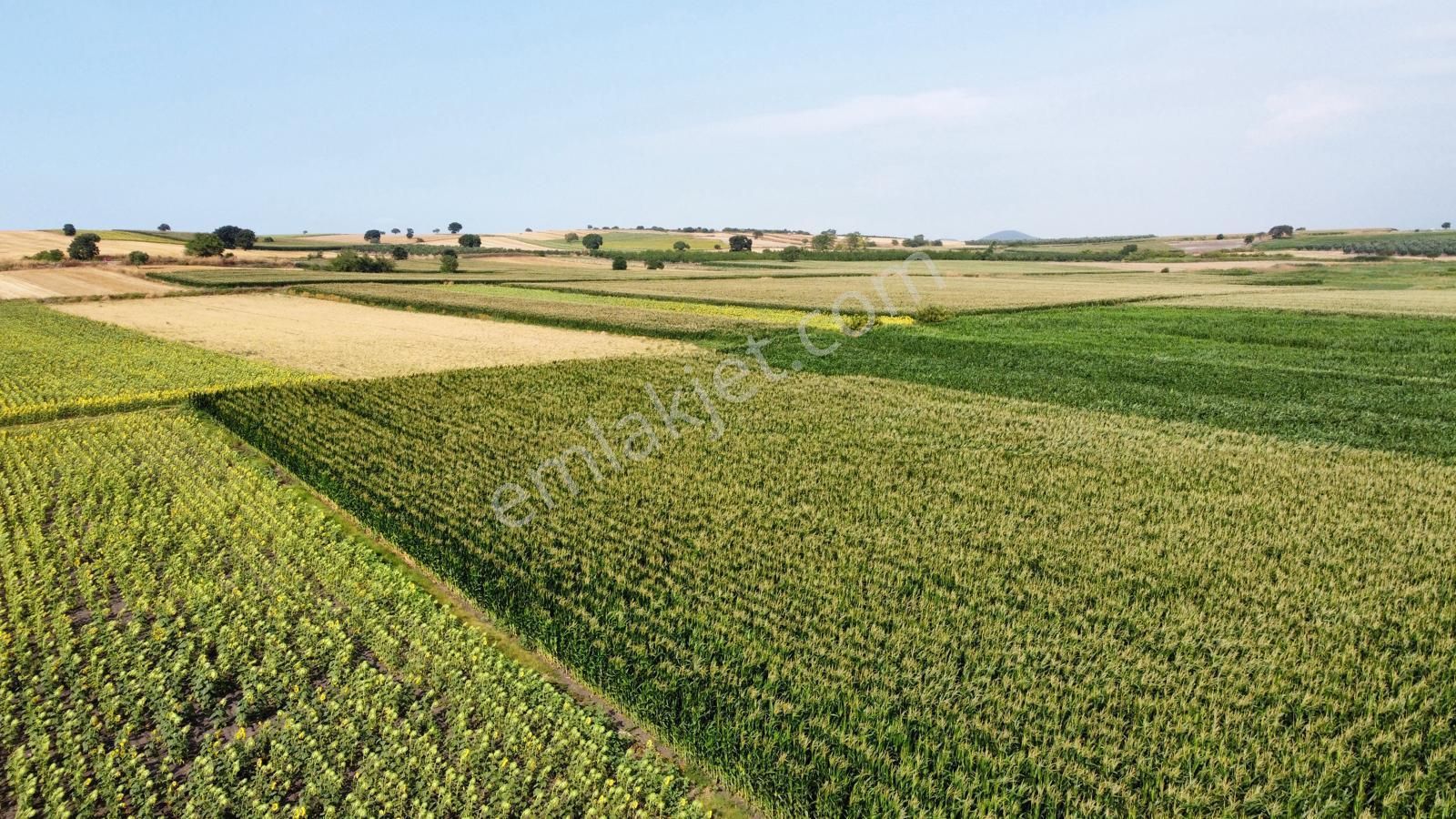 Burhan Ardıç'tan Karacabey Eskikaraağaç 4.700 M2 Arazi - Görsel 7