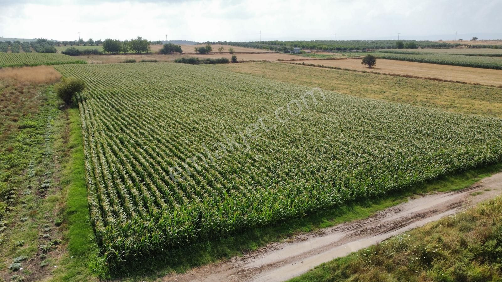 Burhan Ardıç'tan Karacabey Eskikaraağaç 4.700 M2 Arazi - Görsel 12