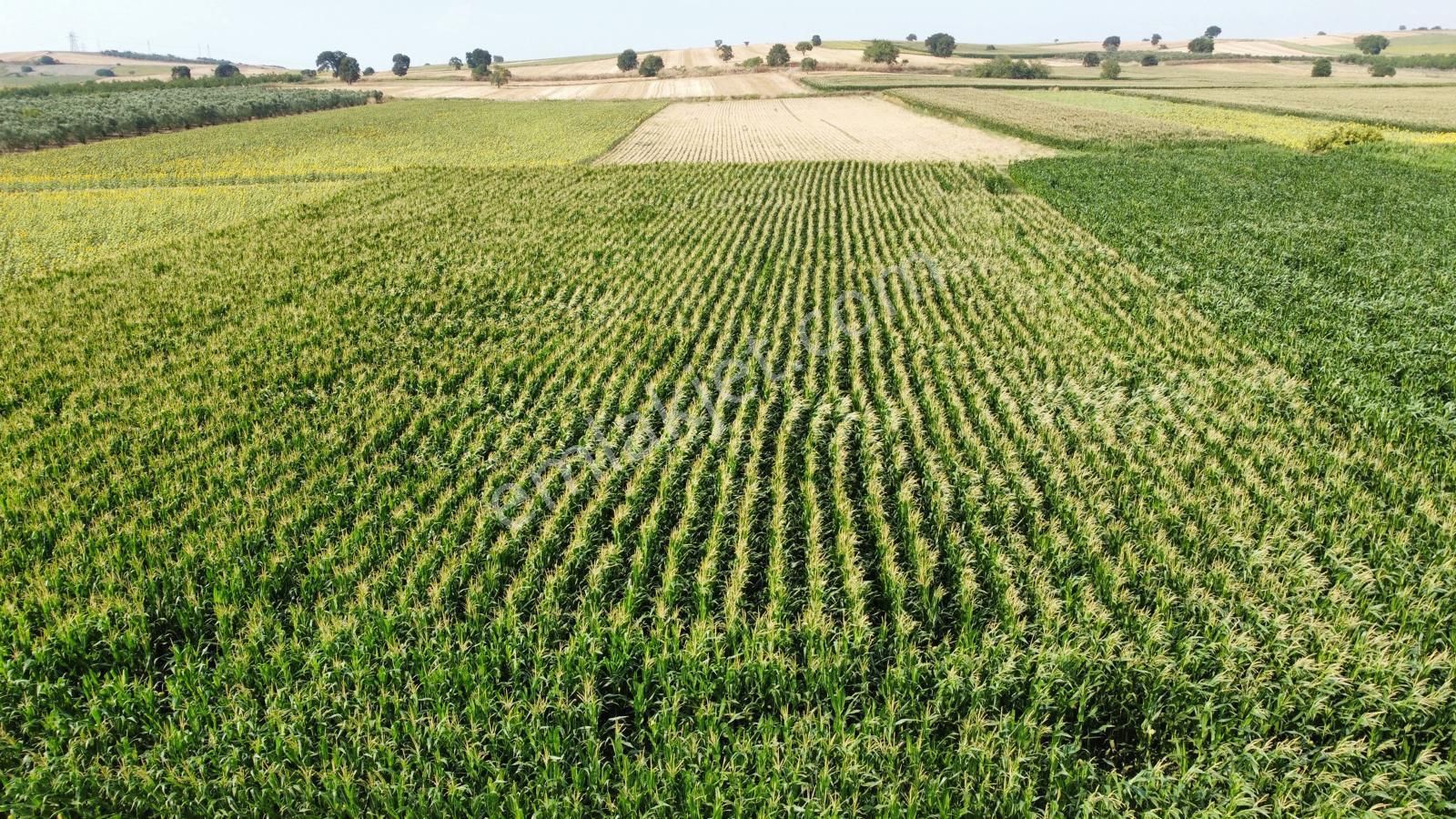 Burhan Ardıç'tan Karacabey Eskikaraağaç 4.700 M2 Arazi - Görsel 8