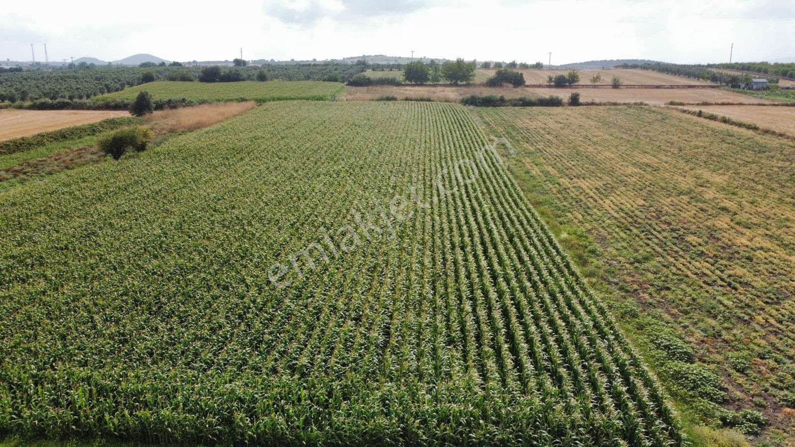 Burhan Ardıç'tan Karacabey Eskikaraağaç 4.700 M2 Arazi - Görsel 16