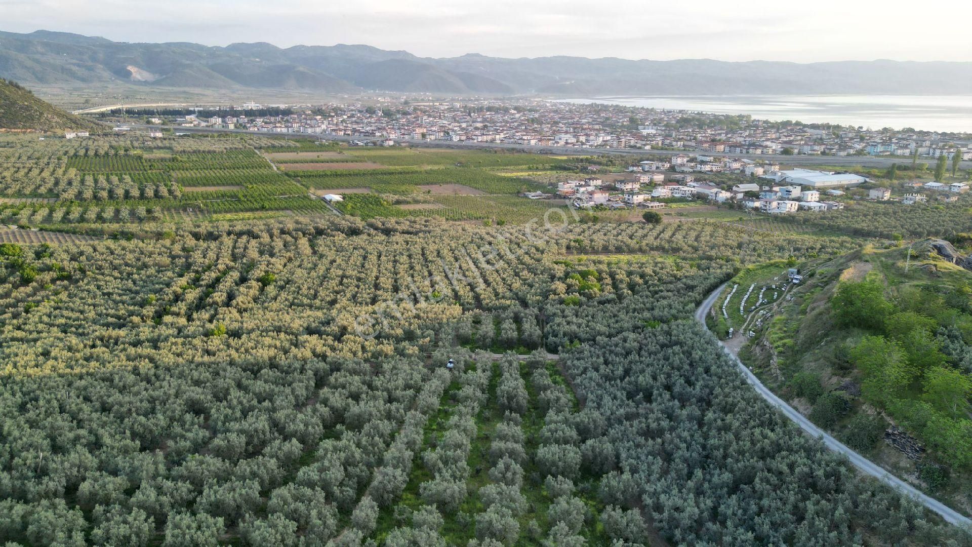 Bursa İznik De Çok Güzel Zeytinlik