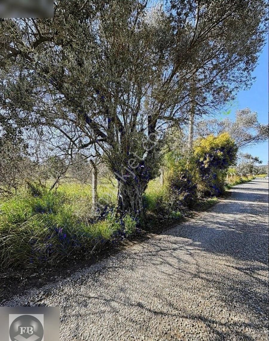 Fb Gayrimenkul'den Urla'da Yola Cephesi Olan 4732 M2 Tarla - Görsel 26