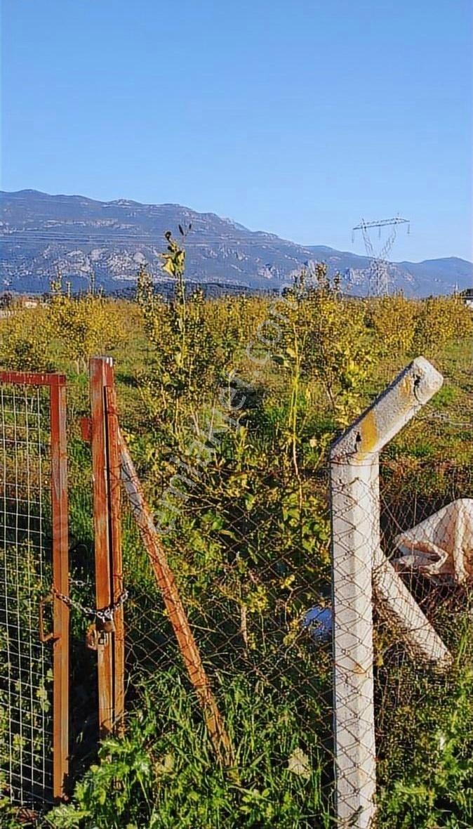 Mercan Gayrimenkul'den Demirler'de 8.500m2 Limon Bahçesi
