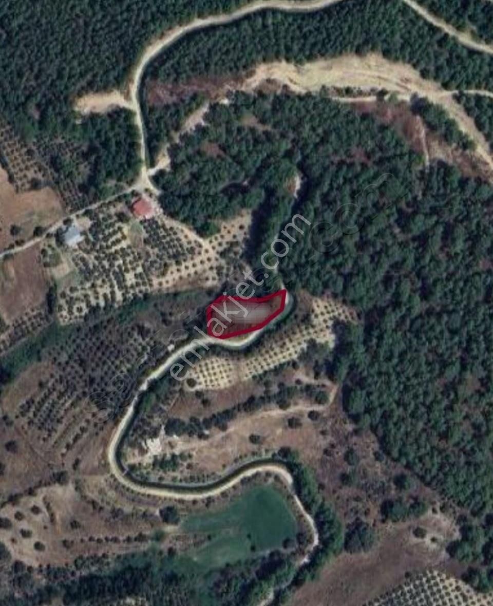 Mercan Gayrimenkul'den Seydiler'de Tek Tapu 1.200m2 Tarla