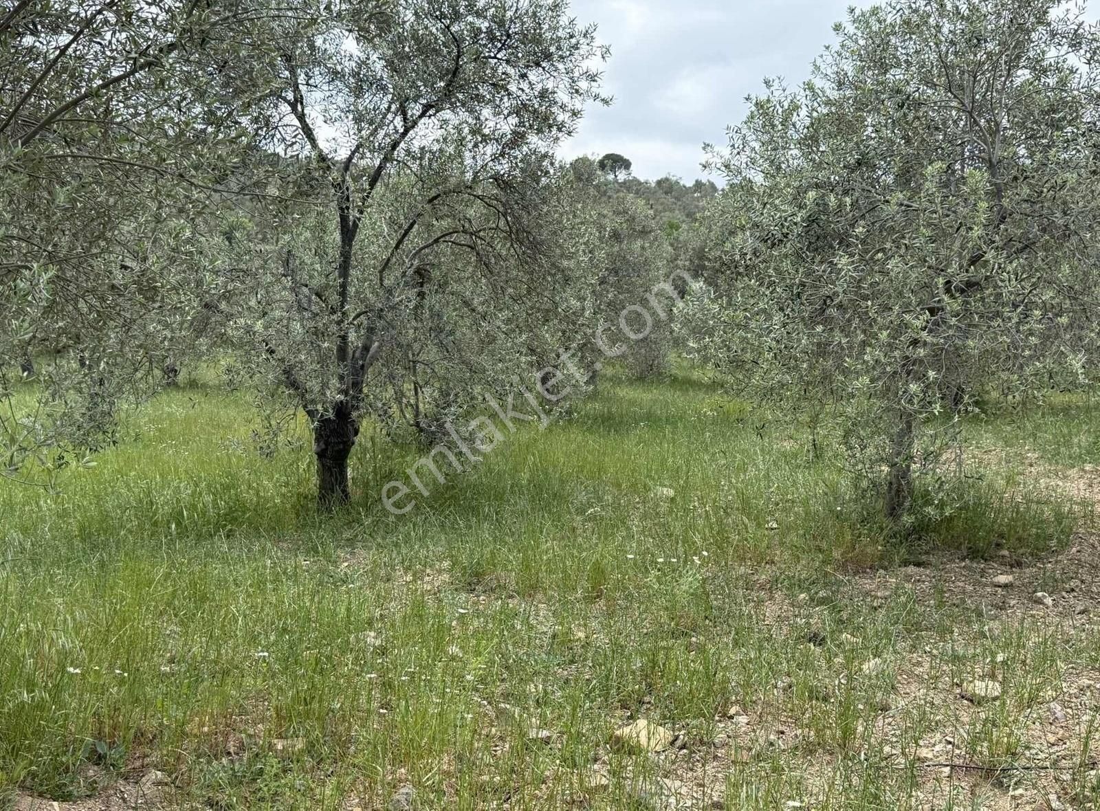 Burhaniye De Zeytinlik