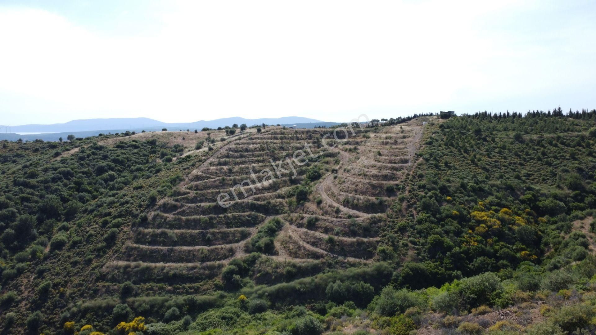 Urla Bademler'de Kadastral Yola Cepheli 14.988 M2 Zeytinlik