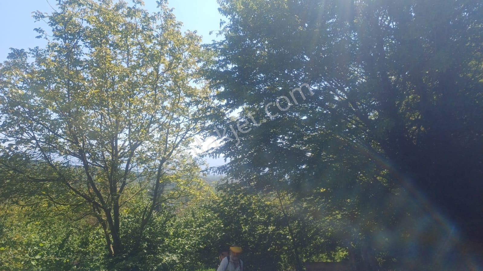 Satılık Bahçe Düzce Merkez Düz Köy