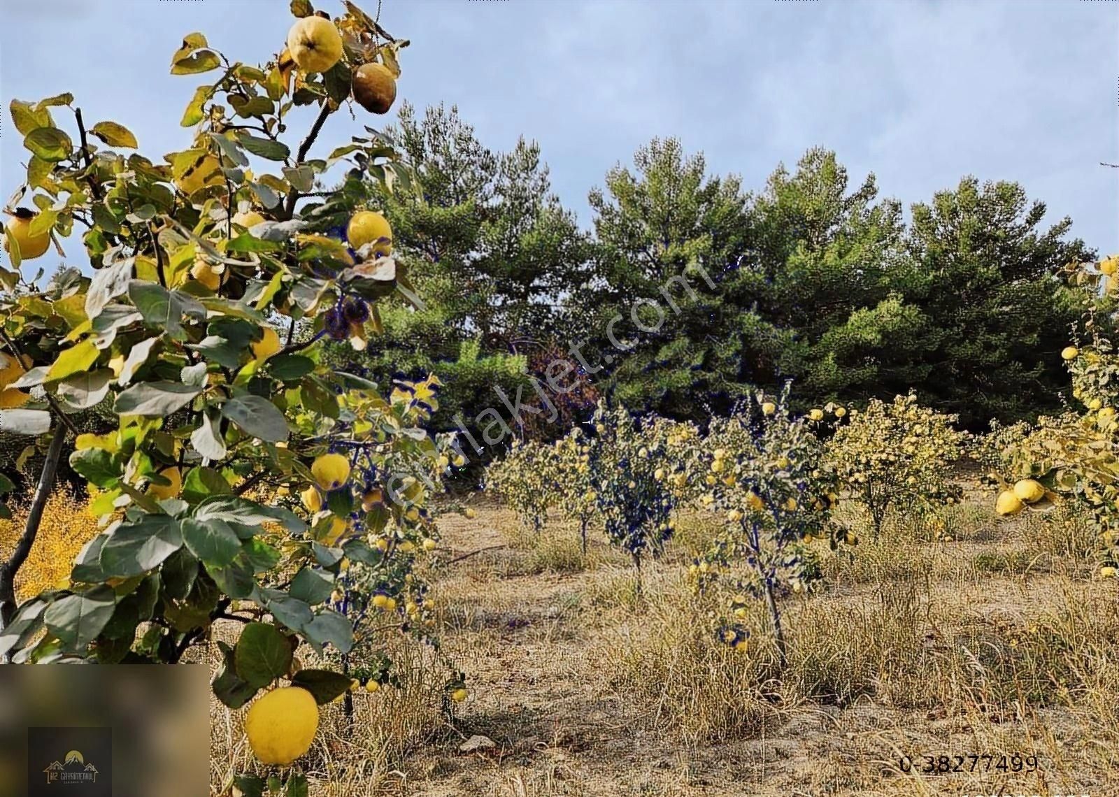 Kuşadası Çınar Yolunda Yola Cepheli 15 Dönüm Arazi Çiftlik Evi
