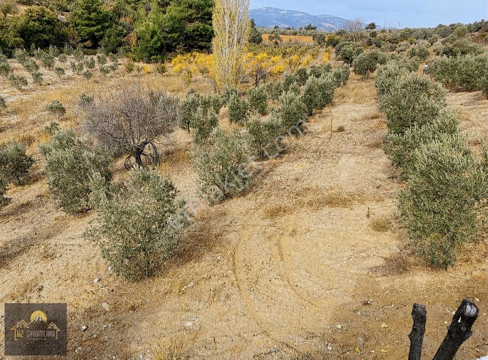Kuşadası Çınar Yolunda Yola Cepheli 15 Dönüm Arazi Çiftlik Evi - Görsel 4