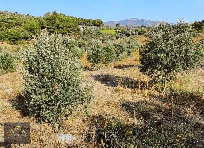 Kuşadası Çınar Yolunda Yola Cepheli 15 Dönüm Arazi Çiftlik Evi - Görsel 12