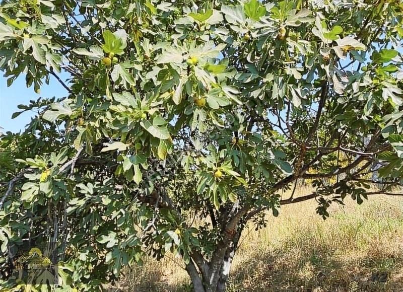 Kuşadası Çınar Yolunda Yola Cepheli 15 Dönüm Arazi Çiftlik Evi - Görsel 15
