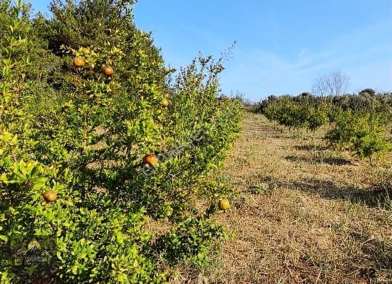 Kuşadası Çınar Yolunda Yola Cepheli 15 Dönüm Arazi Çiftlik Evi - Görsel 16