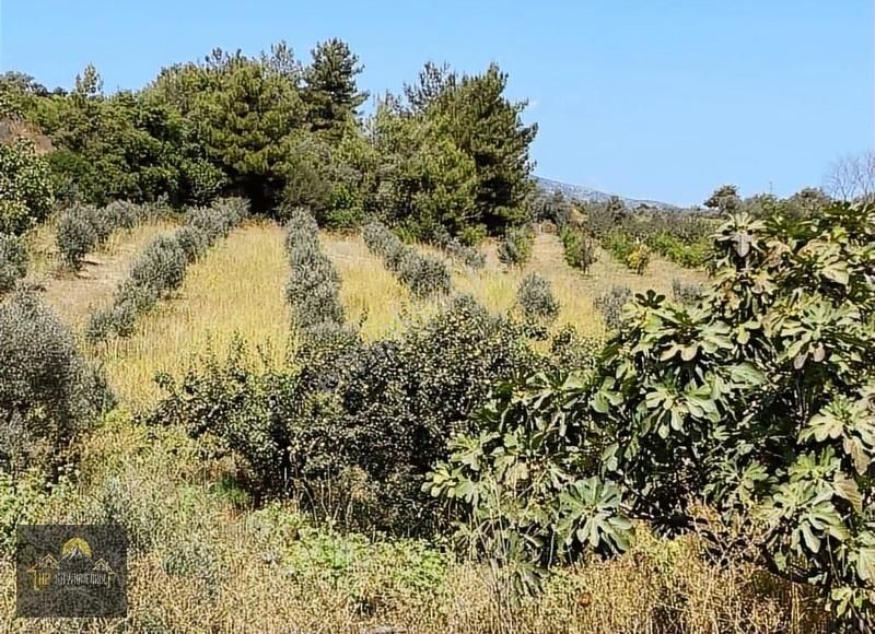 Kuşadası Çınar Yolunda Yola Cepheli 15 Dönüm Arazi Çiftlik Evi - Görsel 5