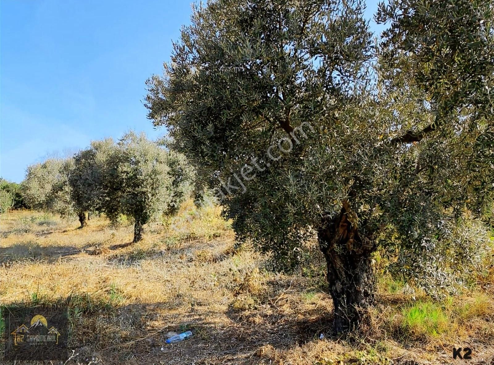 Kuşadası Çınar Yolunda Yola Cepheli 15 Dönüm Arazi Çiftlik Evi - Görsel 20