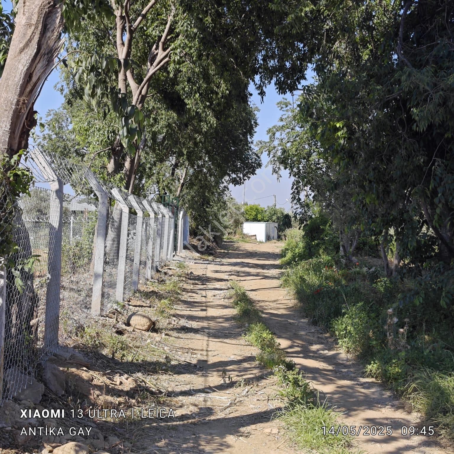 Antika Gayrimenkul'den Ödemiş Küçükavulcuk Mh. Kiralık Tarla - Görsel 4