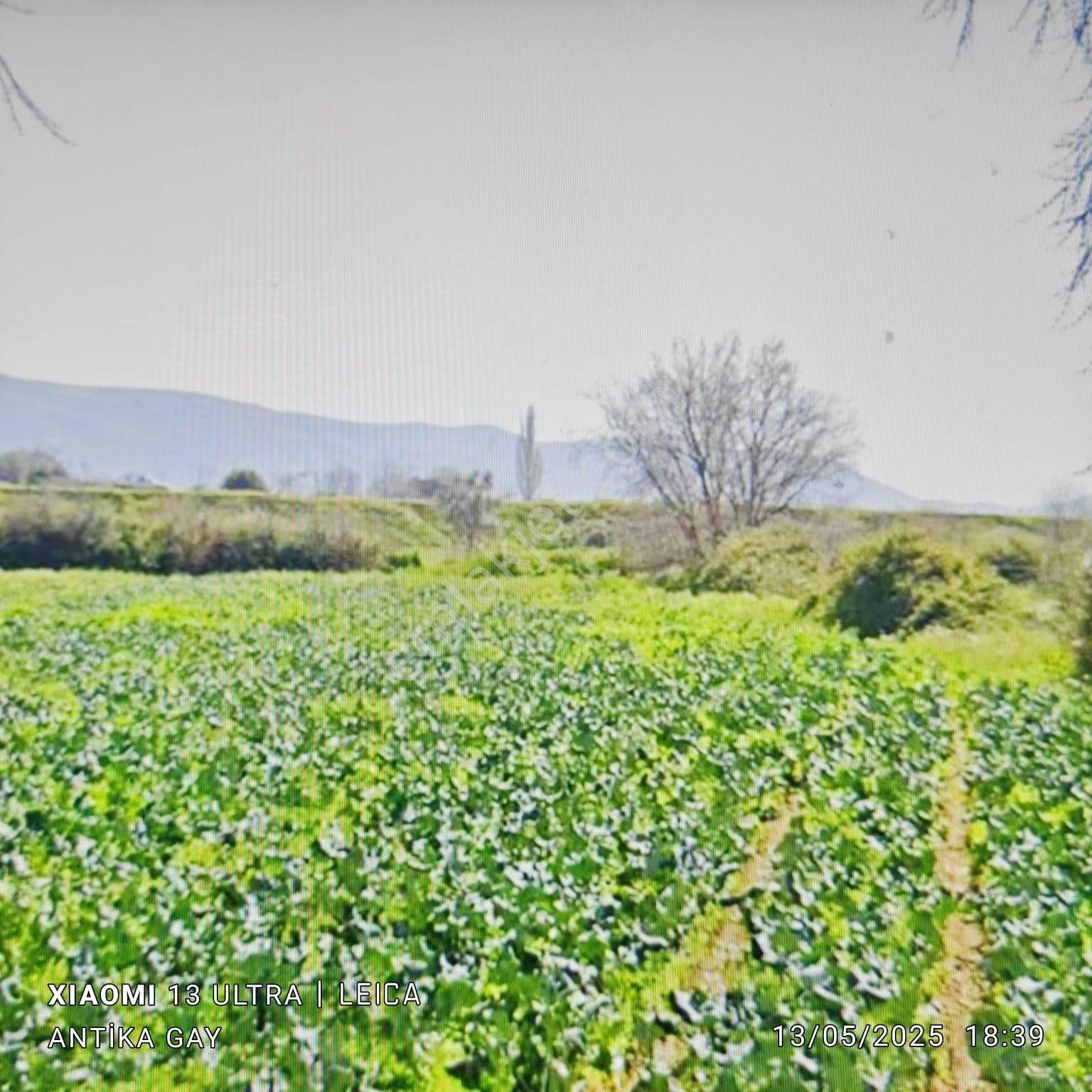 Antika Gayrimenkul'den Ödemiş Küçükavulcuk Mh. Kiralık Tarla - Görsel 9