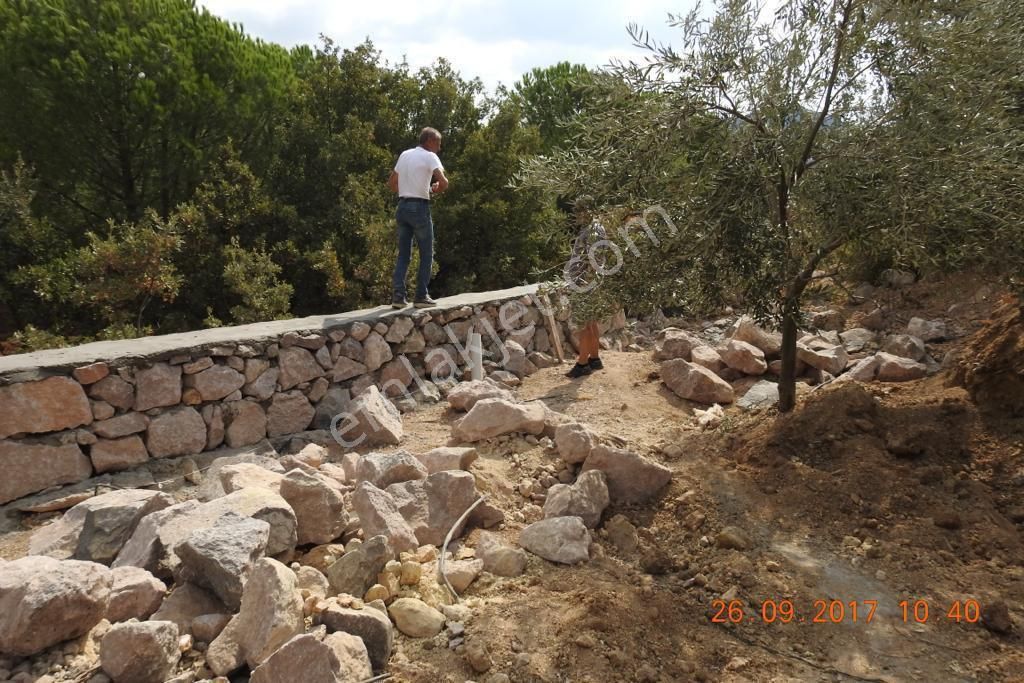✅türkiye’nin En Güzel Yeri İzmir Dikili’de Satılık Zeytinlik - Görsel 25