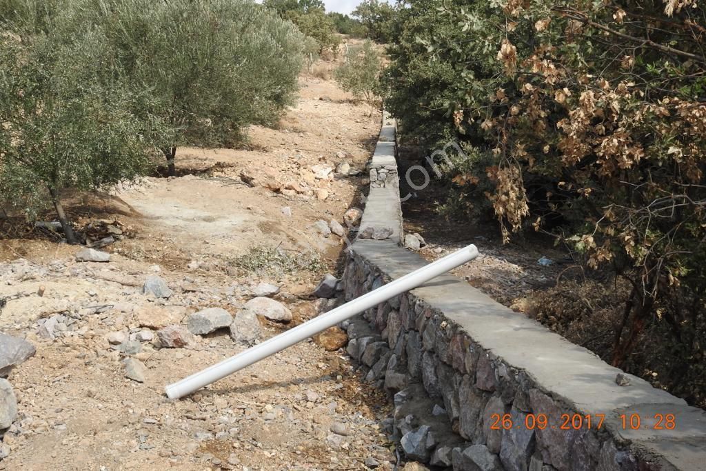 ✅türkiye’nin En Güzel Yeri İzmir Dikili’de Satılık Zeytinlik - Görsel 11