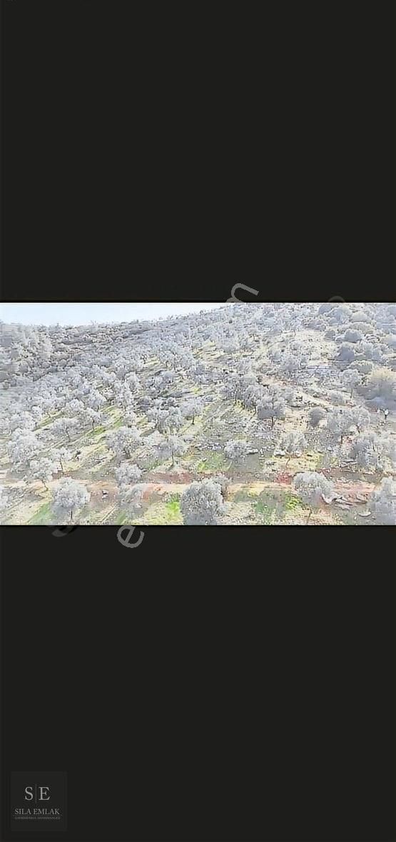 Milas Kıyıkışlacık Satılık Zeytinlik