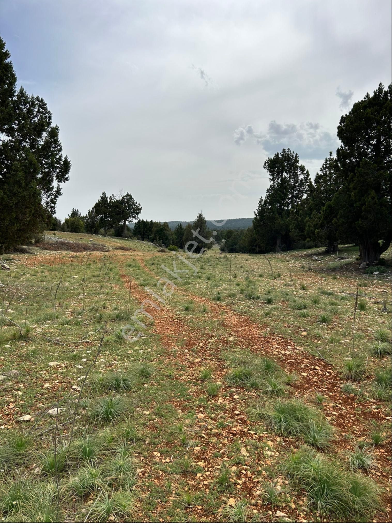 Güzeloluk Yolunda Avgadıya 5 Dk Mesafede 4300 M2 Yer - Görsel 17