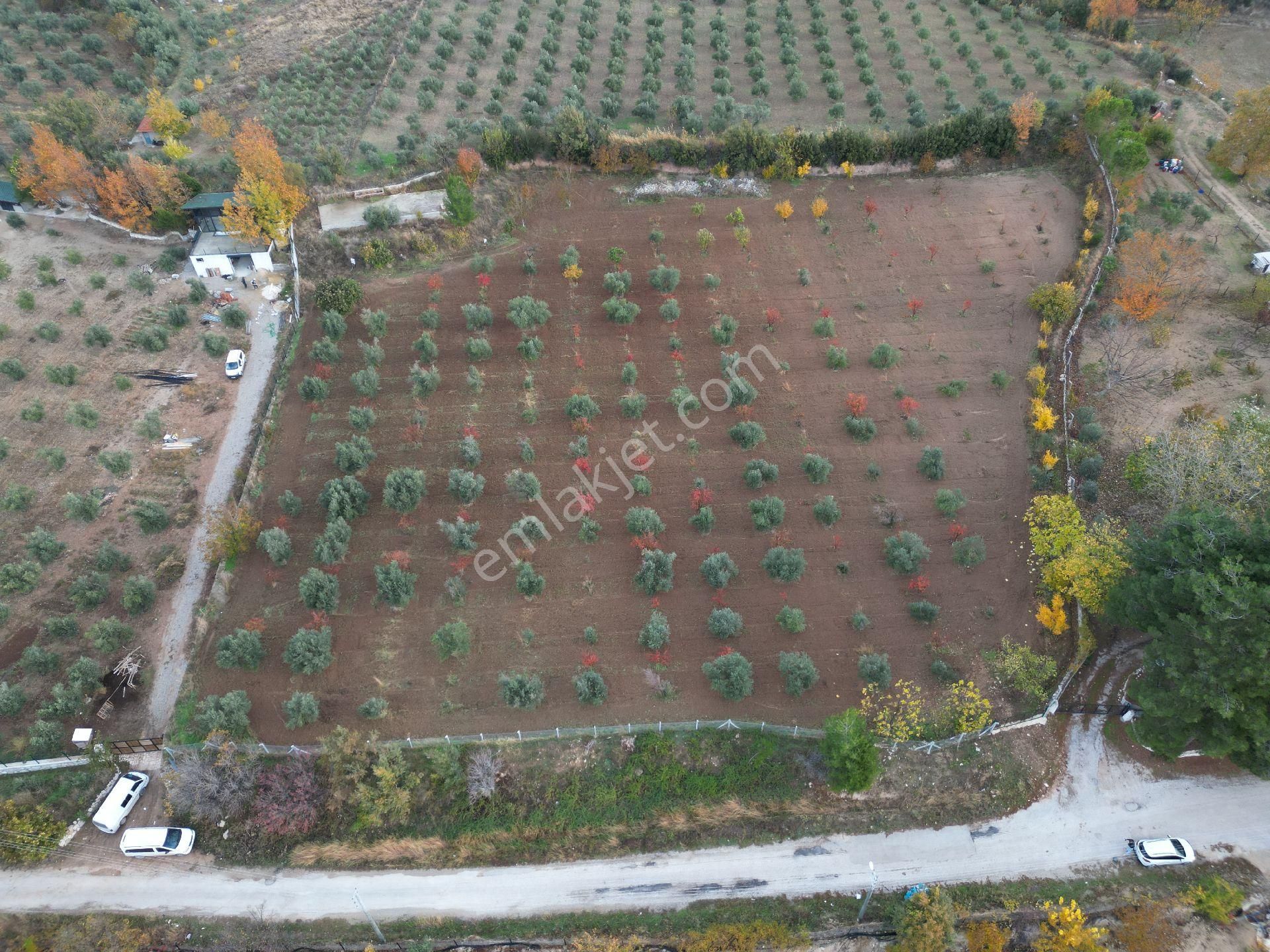 Tekkeköy'de Asfalt Kenarı Zeytin Bahçesi - Görsel 2