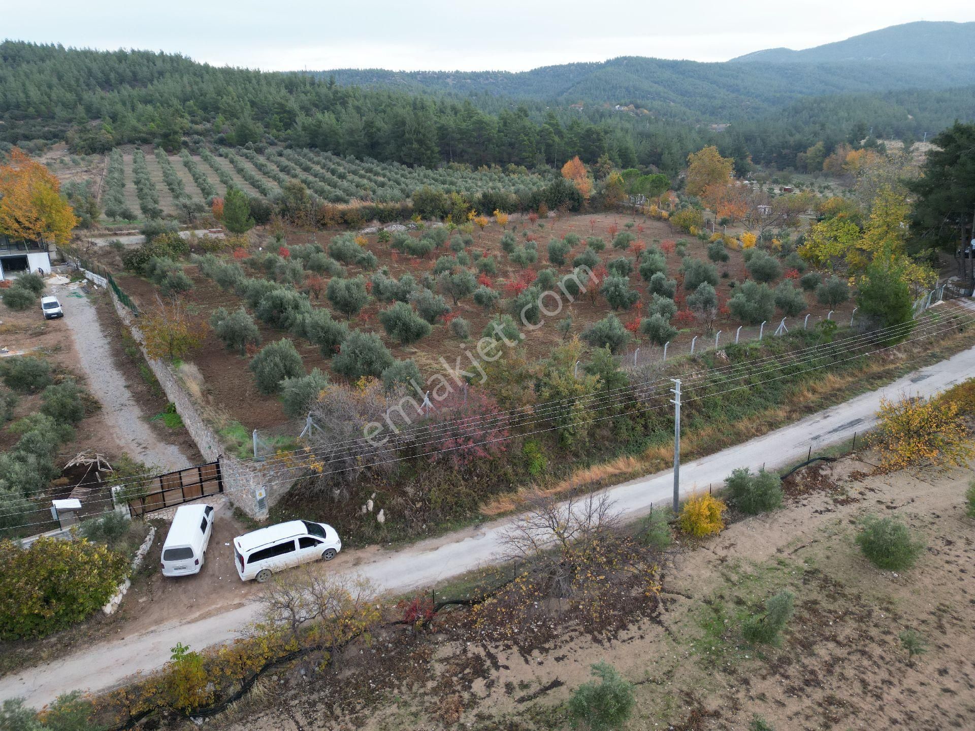 Tekkeköy'de Asfalt Kenarı Zeytin Bahçesi - Görsel 11
