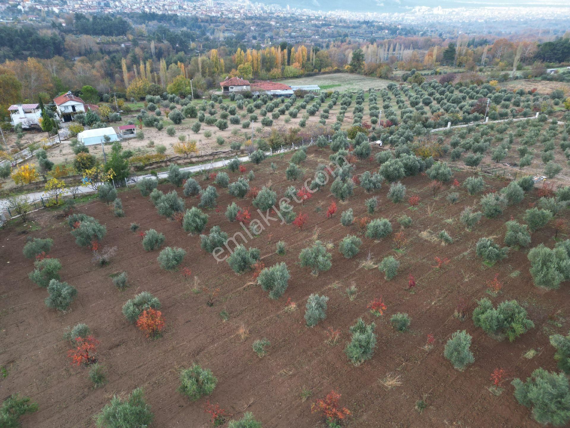 Tekkeköy'de Asfalt Kenarı Zeytin Bahçesi - Görsel 15