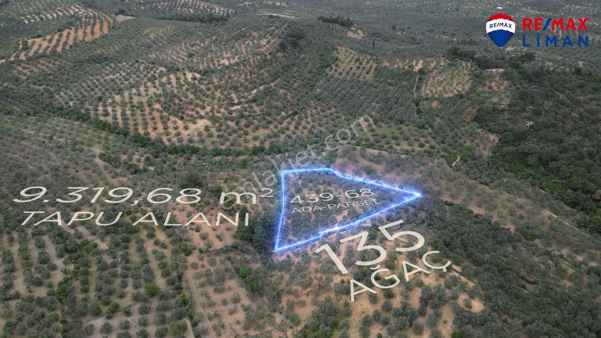 Burhanıye Şarköy'de Satılık Zeytıntınlık