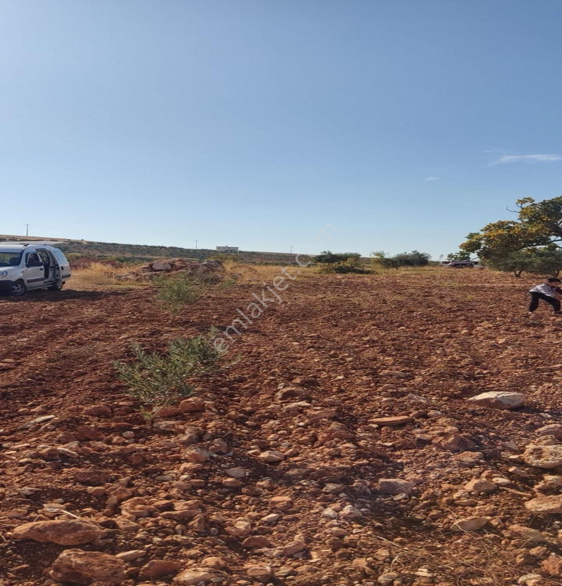 Oğuzeli Direkli De 2900 M2 Tek Tapu Çok Uygun Fıstıklık