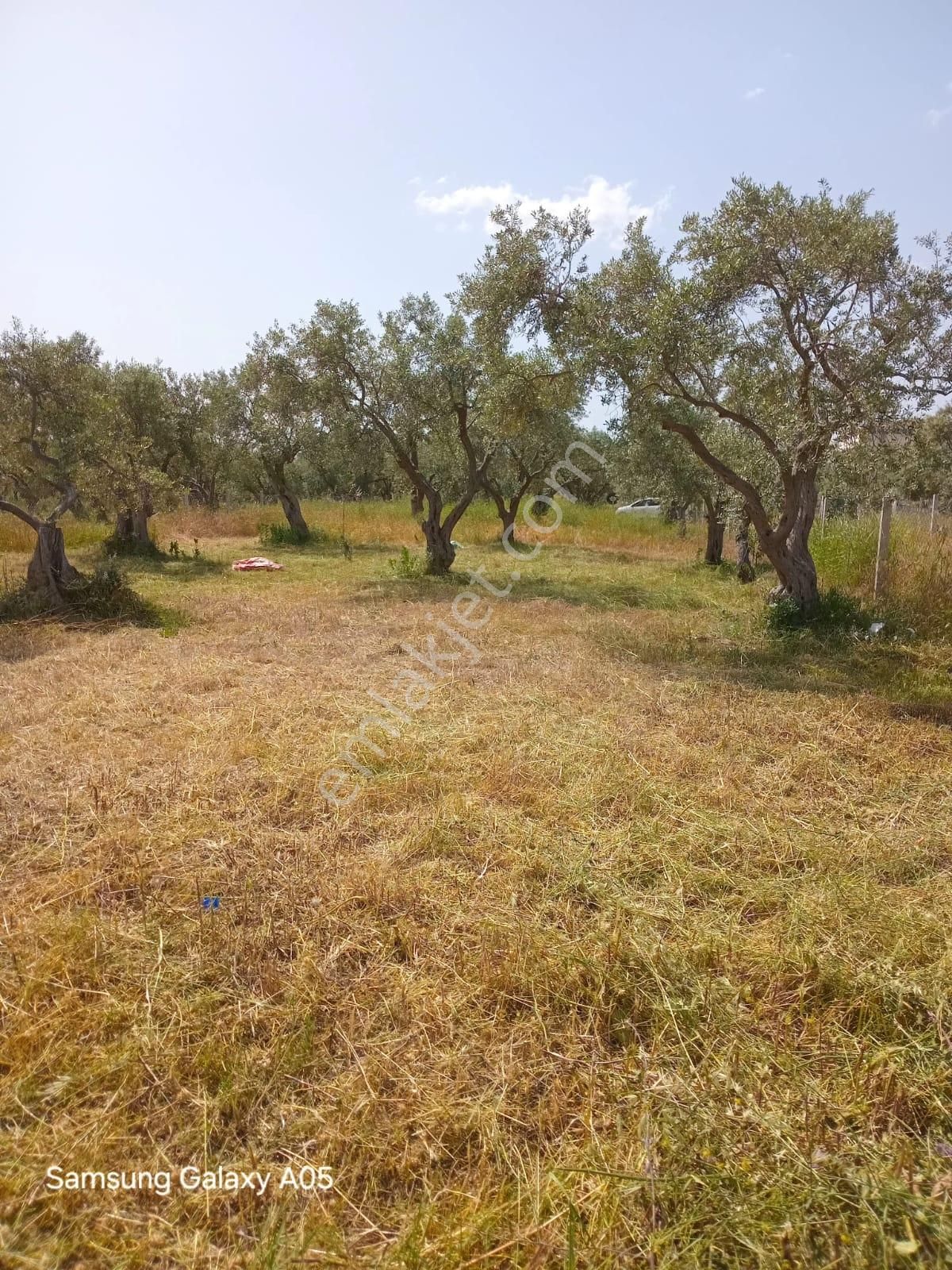 Mimoza'dan Karakuyu Gölet Yanı Satılık 1209m2 Zeytinlik
