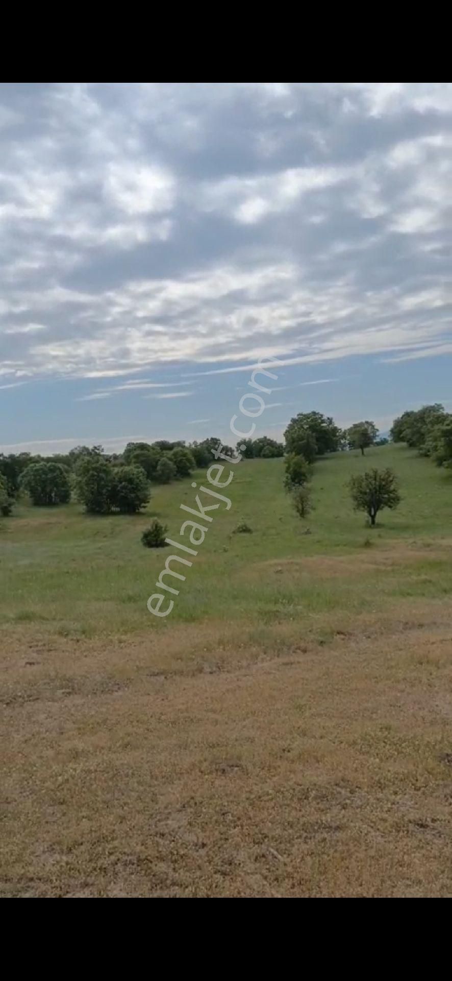 Balikesir Dursunbfy De Acil Satılık Kelepir Arazi