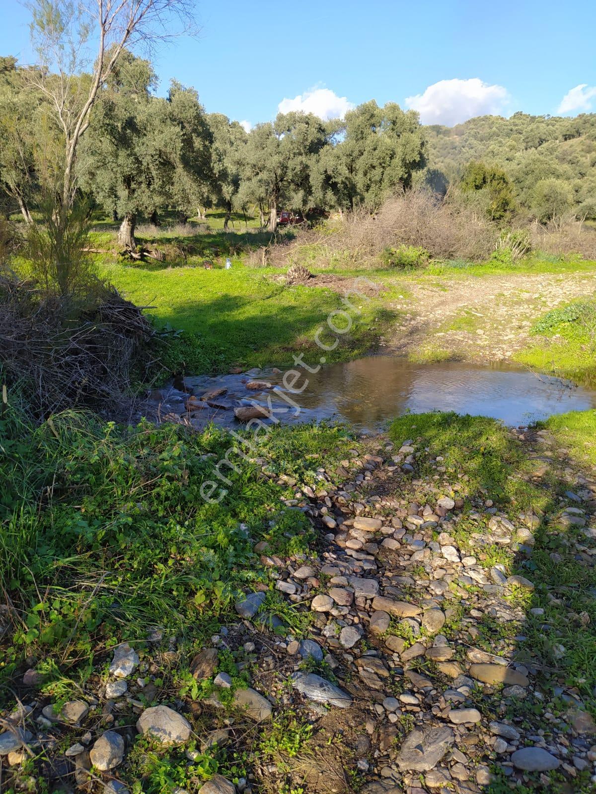 Muğla Milas Bafa Köyünde Satılık 3 Dönüm 222 Metrekare Zeytinlik - Görsel 8