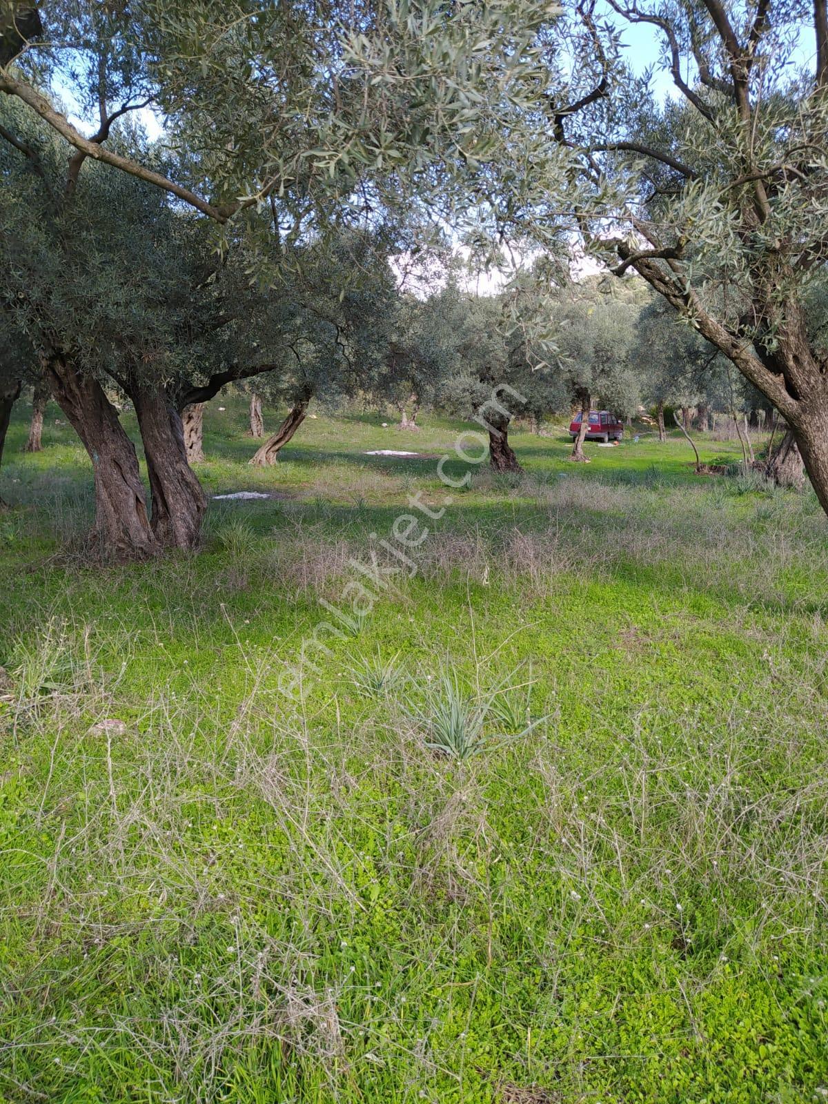 Muğla Milas Bafa Köyünde Satılık 3 Dönüm 222 Metrekare Zeytinlik - Görsel 9