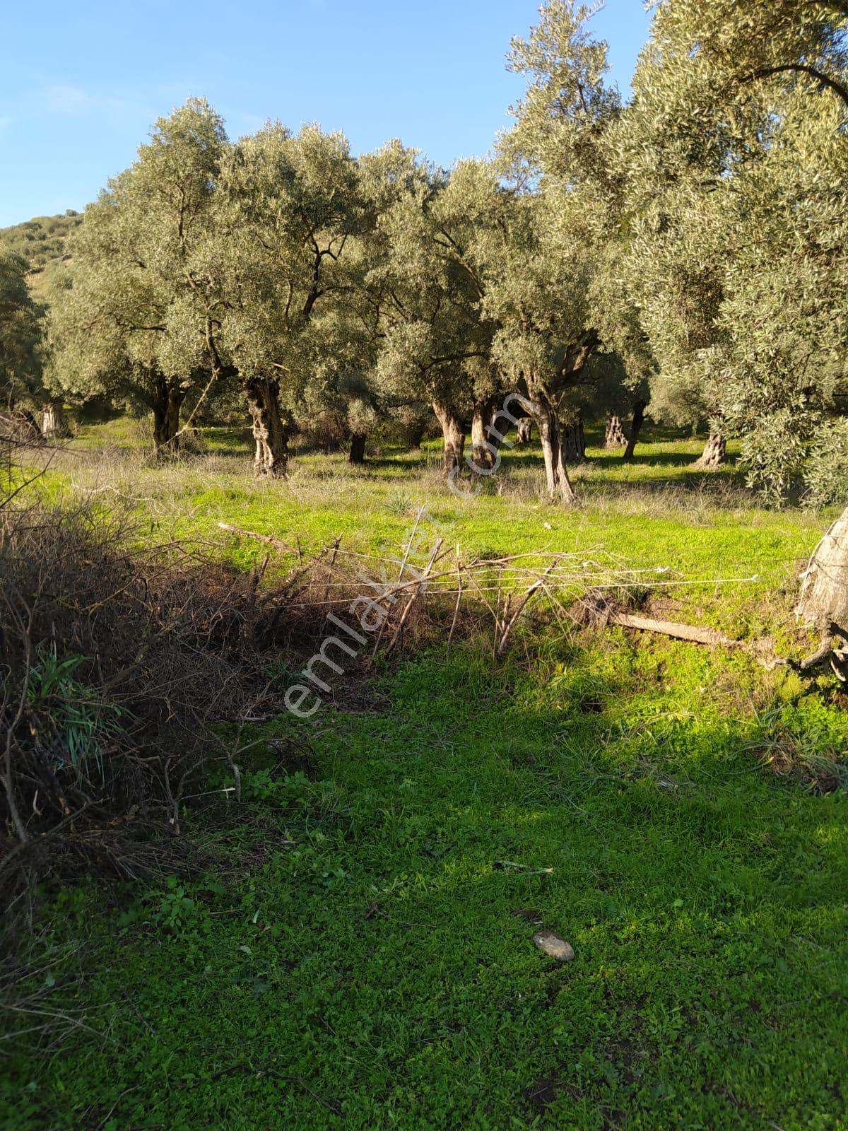 Muğla Milas Bafa Köyünde Satılık 3 Dönüm 222 Metrekare Zeytinlik - Görsel 3