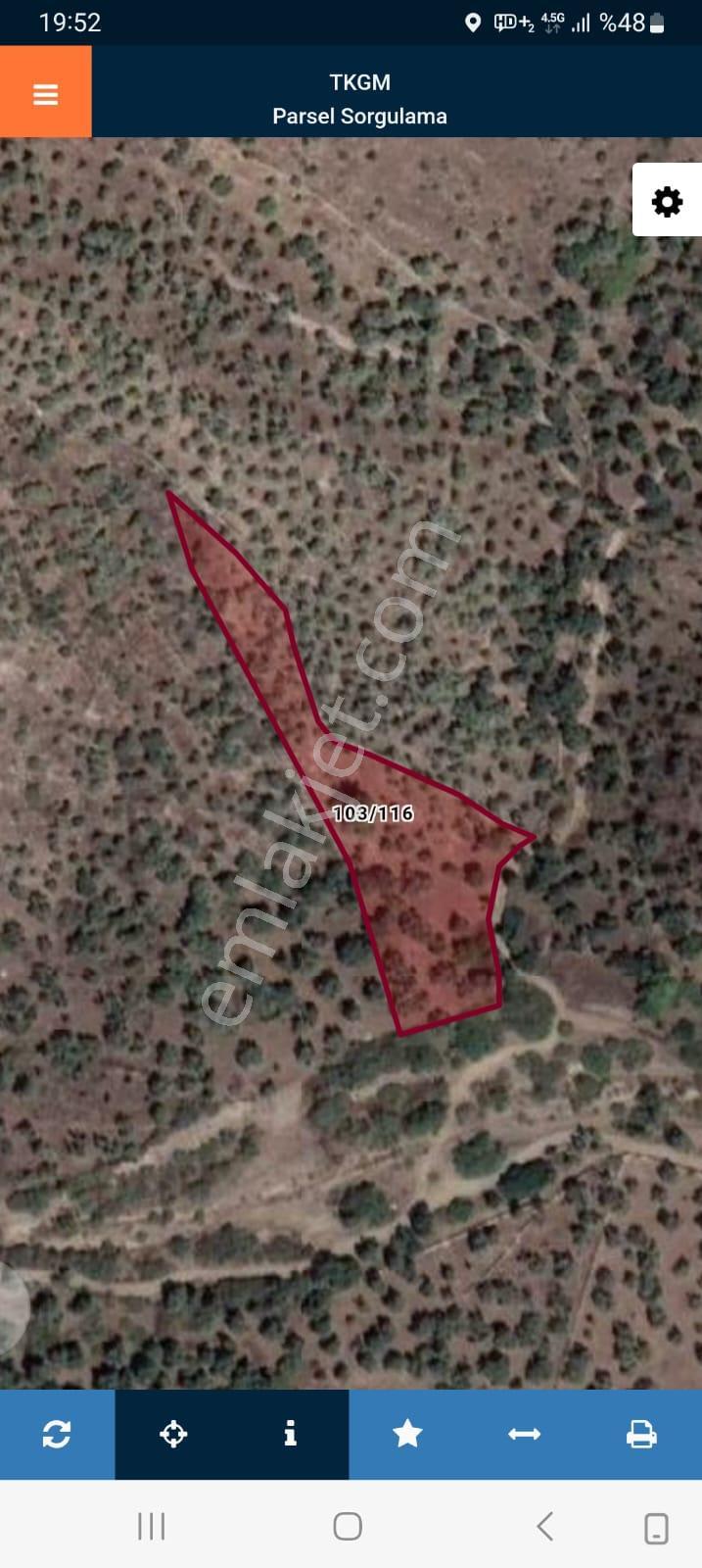 Muğla Milas Bafa Köyünde Satılık 3 Dönüm 222 Metrekare Zeytinlik - Görsel 14