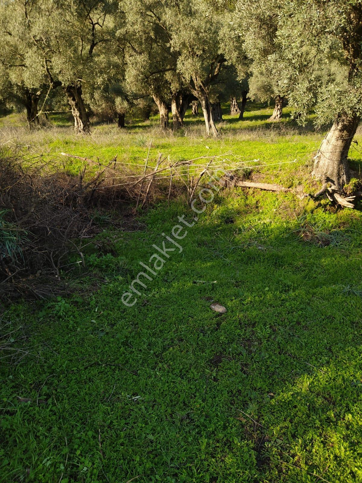 Muğla Milas Bafa Köyünde Satılık 3 Dönüm 222 Metrekare Zeytinlik - Görsel 4