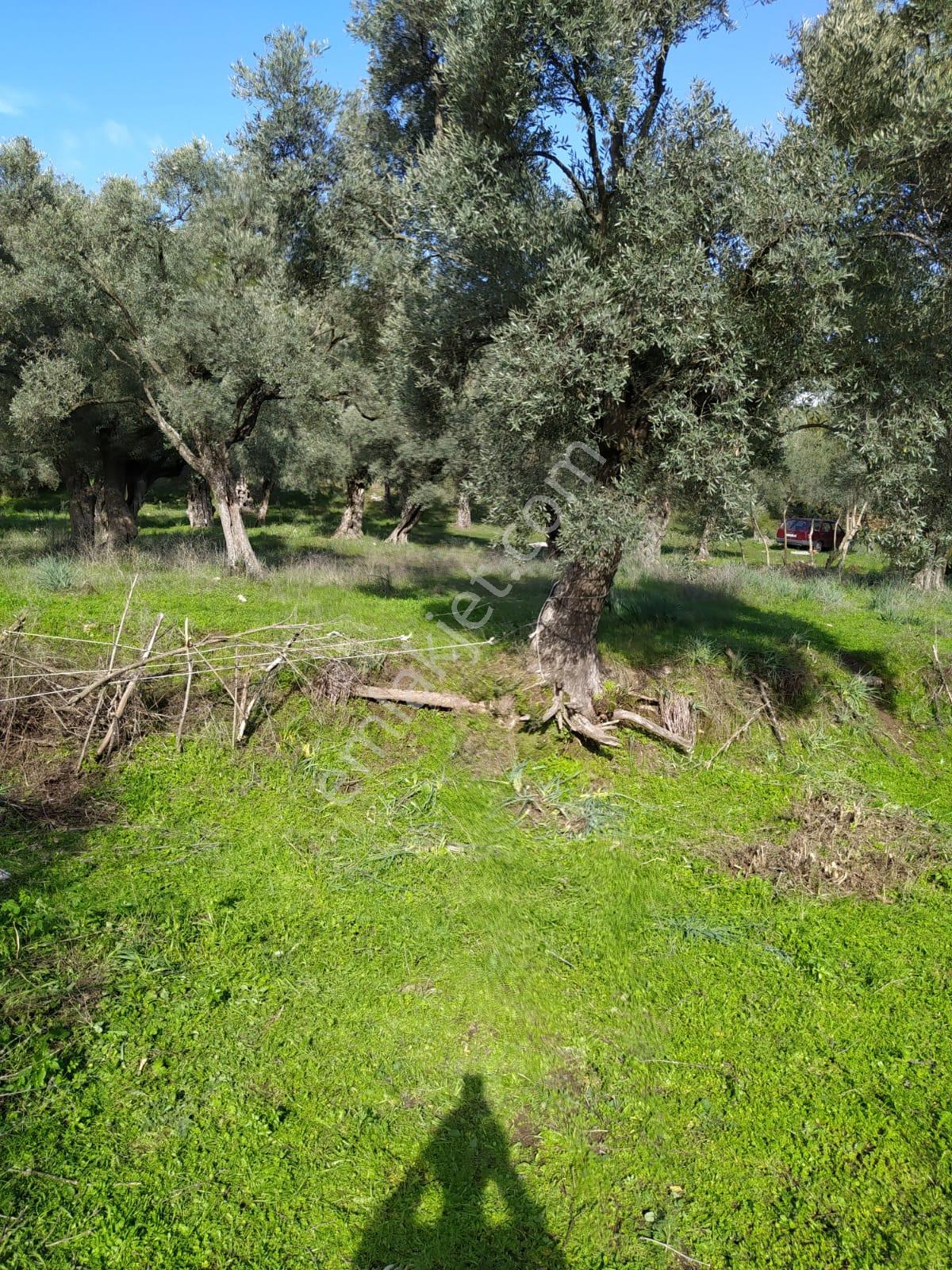 Muğla Milas Bafa Köyünde Satılık 3 Dönüm 222 Metrekare Zeytinlik - Görsel 11